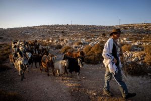 A Jewish resident of Judea and Samaria herds sheep near his community, Aug. 20, 2023. Photo by Chaim Goldberg/Flash90.
